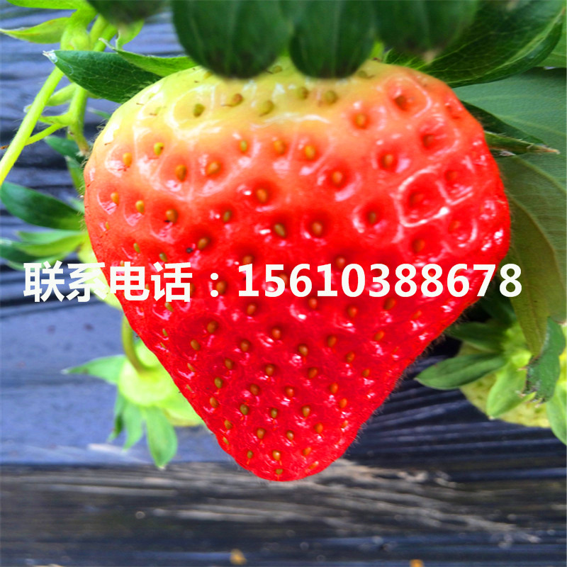 求购爱娘草莓苗、爱娘草莓苗栽培技术
