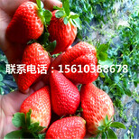 2019年圣诞红草莓苗出售、圣诞红草莓苗批发价格图片0