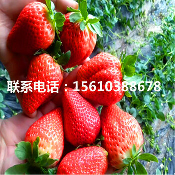 2019年圣诞红草莓苗出售、圣诞红草莓苗批发价格