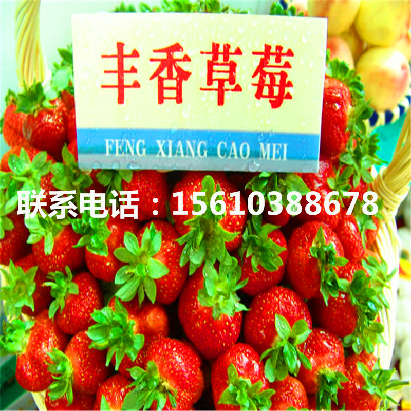 山东甜宝草莓苗哪里有、甜宝草莓苗多少钱一棵