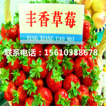 2019年圣诞红草莓苗出售、圣诞红草莓苗批发价格图片3
