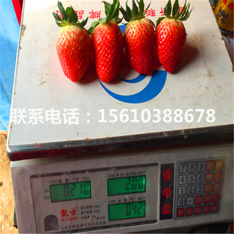 2019年红脸颊草莓苗价格哪里便宜、红脸颊草莓苗多少钱