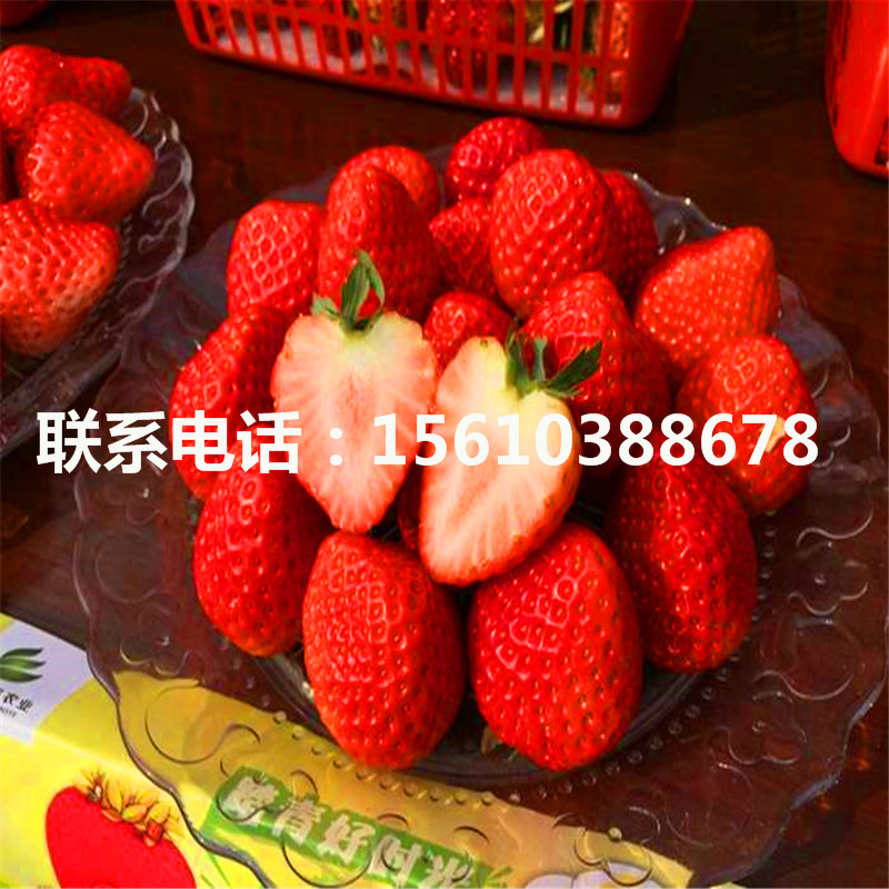 新品种甜宝草莓苗、甜宝草莓苗几年结果