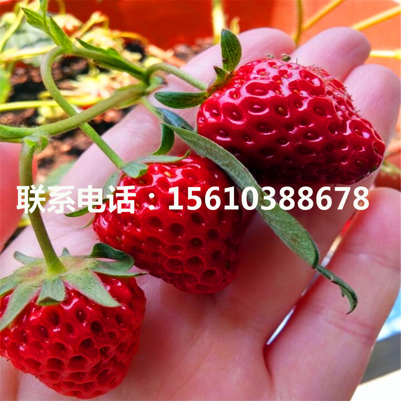 卡姆萝莎草莓苗批发价格是多少