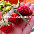 新品种咖啡草莓苗、咖啡草莓苗品种图片