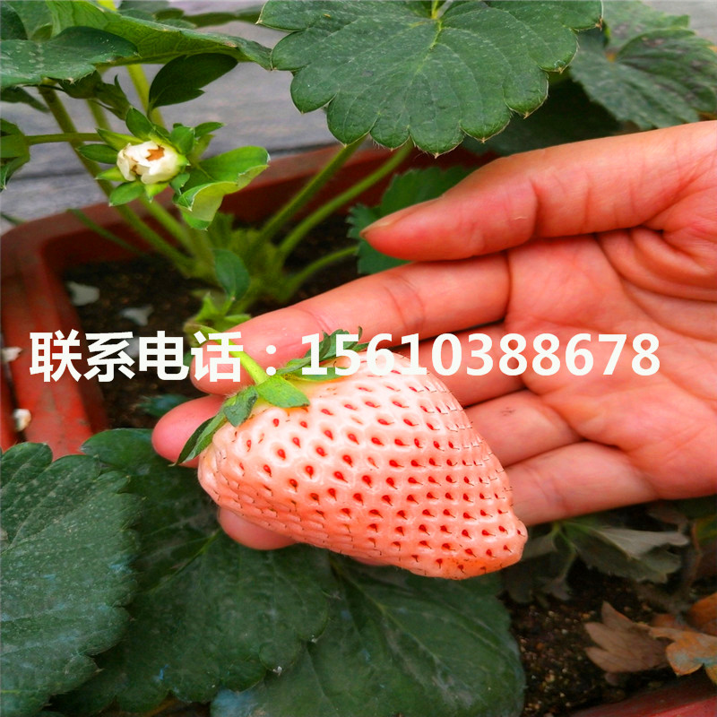 新品种甜查理草莓苗出售、甜查理草莓苗哪里有卖的