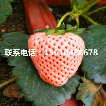山東太空2008草莓苗價(jià)格、太空2008草莓苗基地