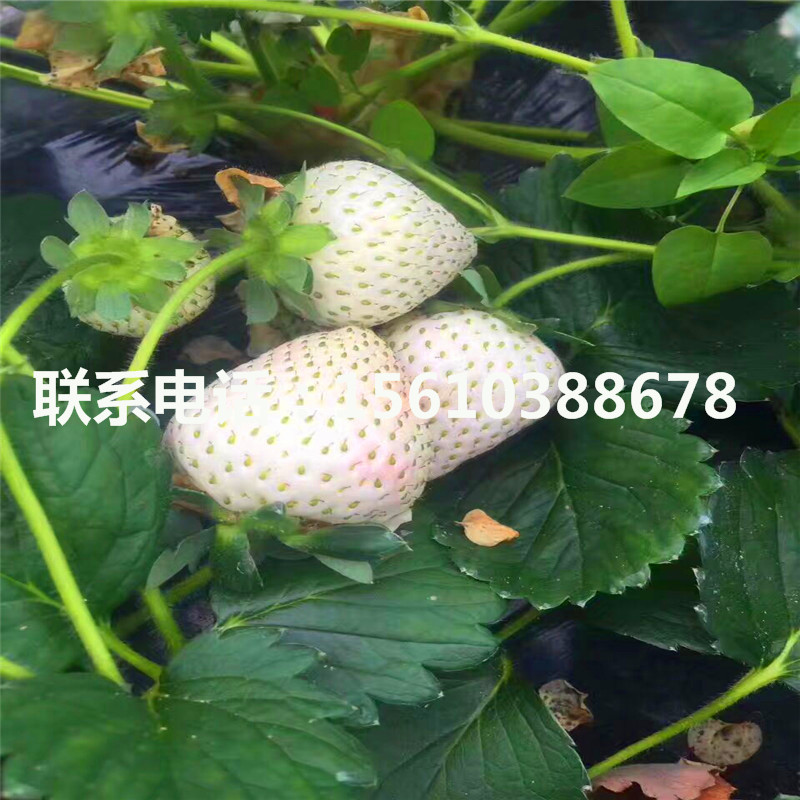 2019年妙香7号草莓苗基地、妙香7号草莓苗出售价钱