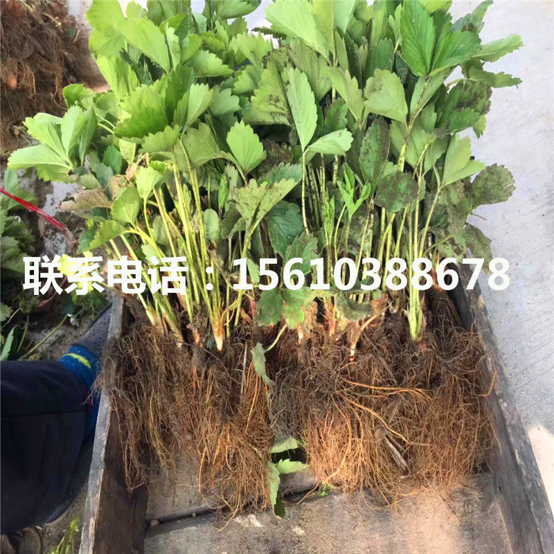 附近哪里有京郊小白草莓苗、京郊小白草莓苗供应商