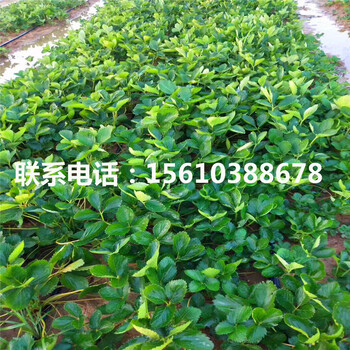 2019年豐香草莓苗出售、豐香草莓苗哪里價(jià)格便宜