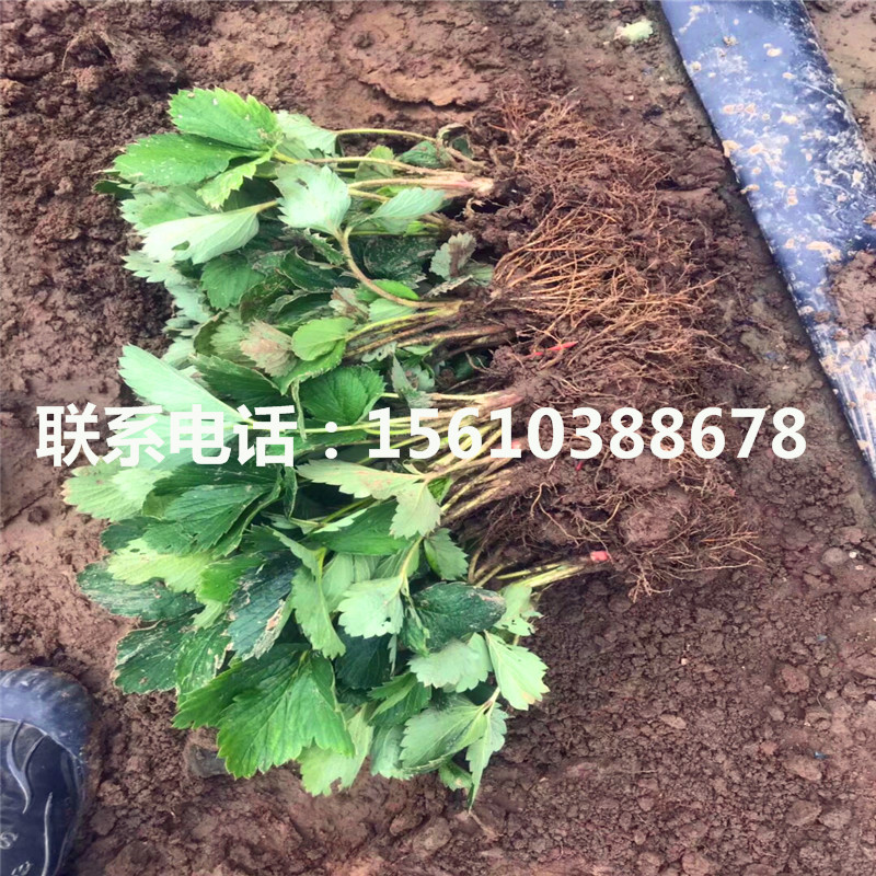 温塔那草莓苗那家好