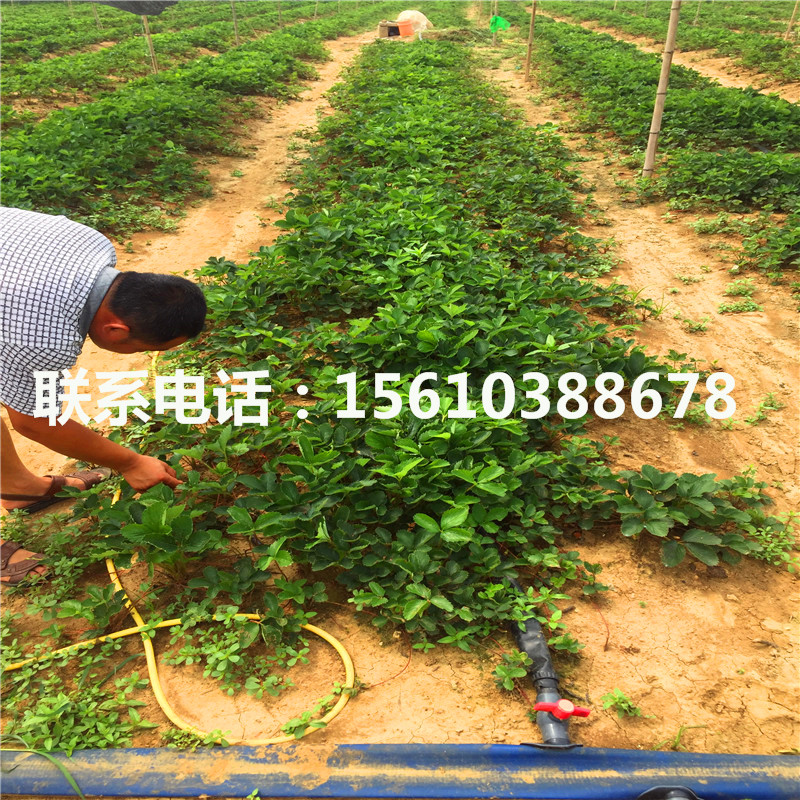 2019年希利亚草莓苗多少钱一棵、希利亚草莓苗出售价钱