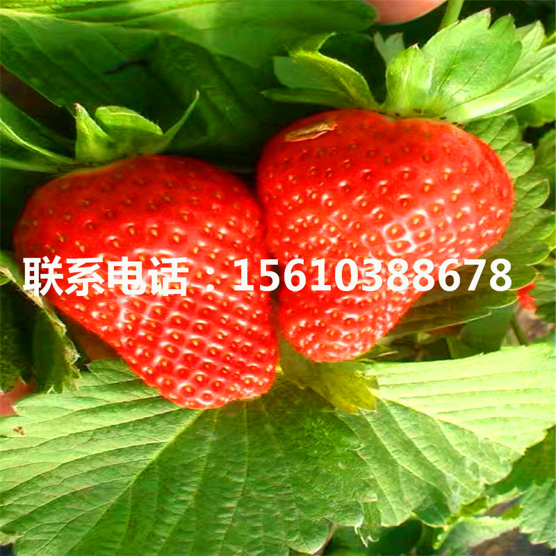 附近哪里有红袖添香草莓苗、红袖添香草莓苗出售单价