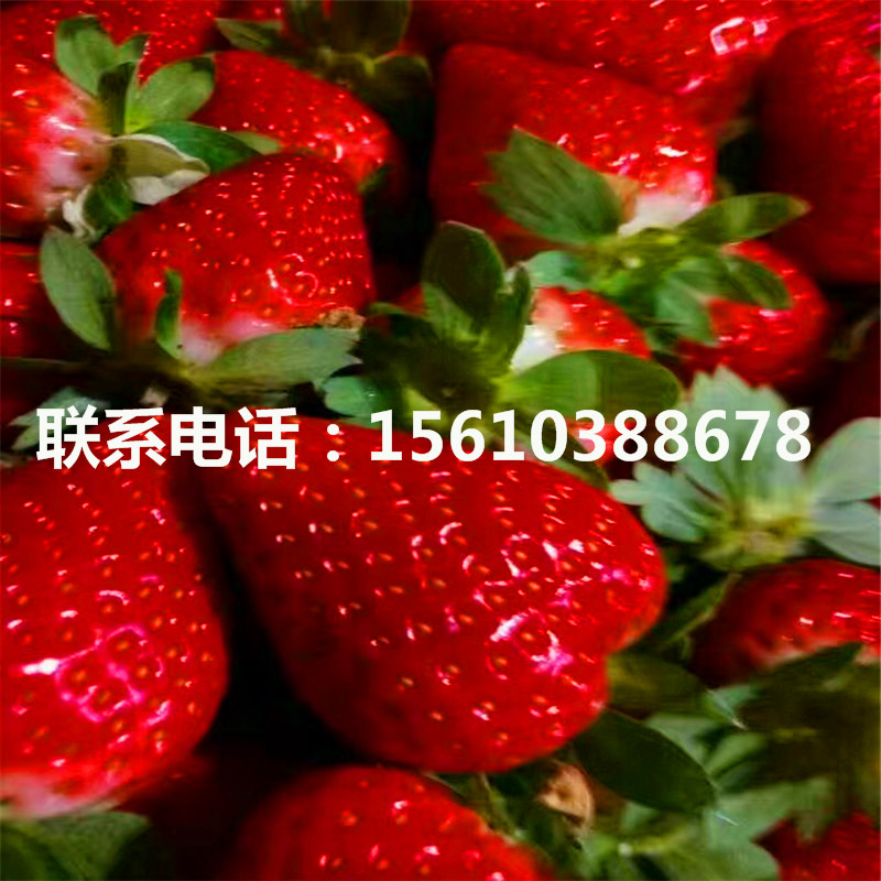 山东幸香草莓苗多少钱一棵、幸香草莓苗销售价格