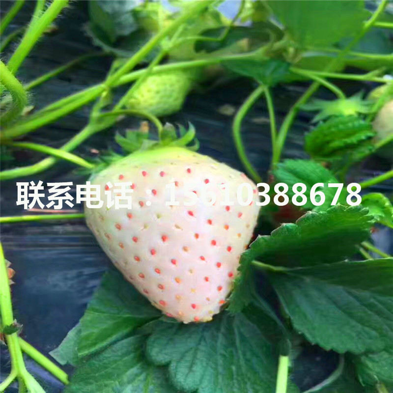 新品种妙香草莓苗多少钱一棵、妙香草莓苗出售基地