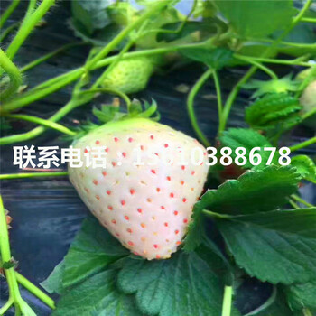 山东四季草莓苗、四季草莓苗出售供应