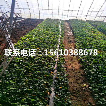 新品种小白草莓苗哪里有、小白草莓苗一株多少钱