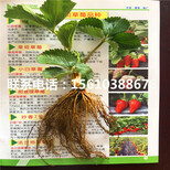 新品种美王一号草莓苗、美王一号草莓苗图片图片4