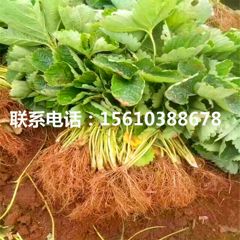 哪里卖小白草莓苗、小白草莓苗几年结果