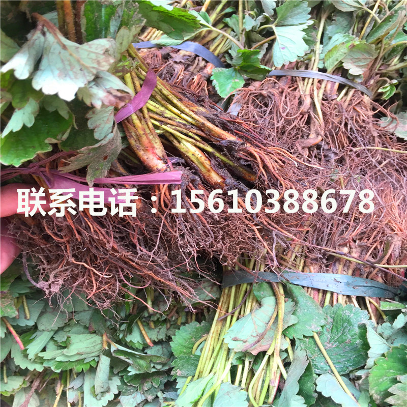 新品种红玉草莓苗、红玉草莓苗一亩地产多少斤