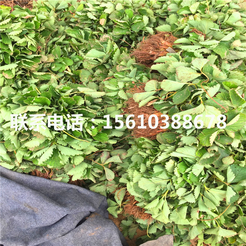 求购波特拉草莓苗、波特拉草莓苗出售供应