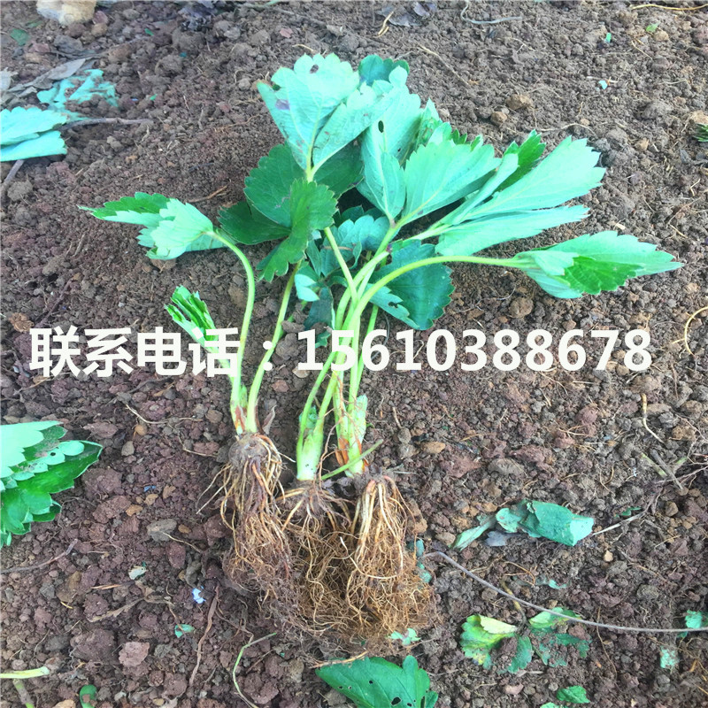 山东红玉草莓苗哪里有、红玉草莓苗哪里有卖的