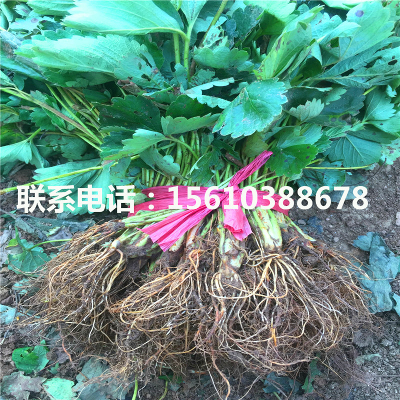 山东牛奶草莓苗基地、牛奶草莓苗厂家