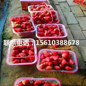 新品種愛莎草莓苗、愛莎草莓苗怎么種