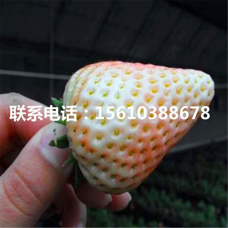 新品种妙香草莓苗、妙香草莓苗图片