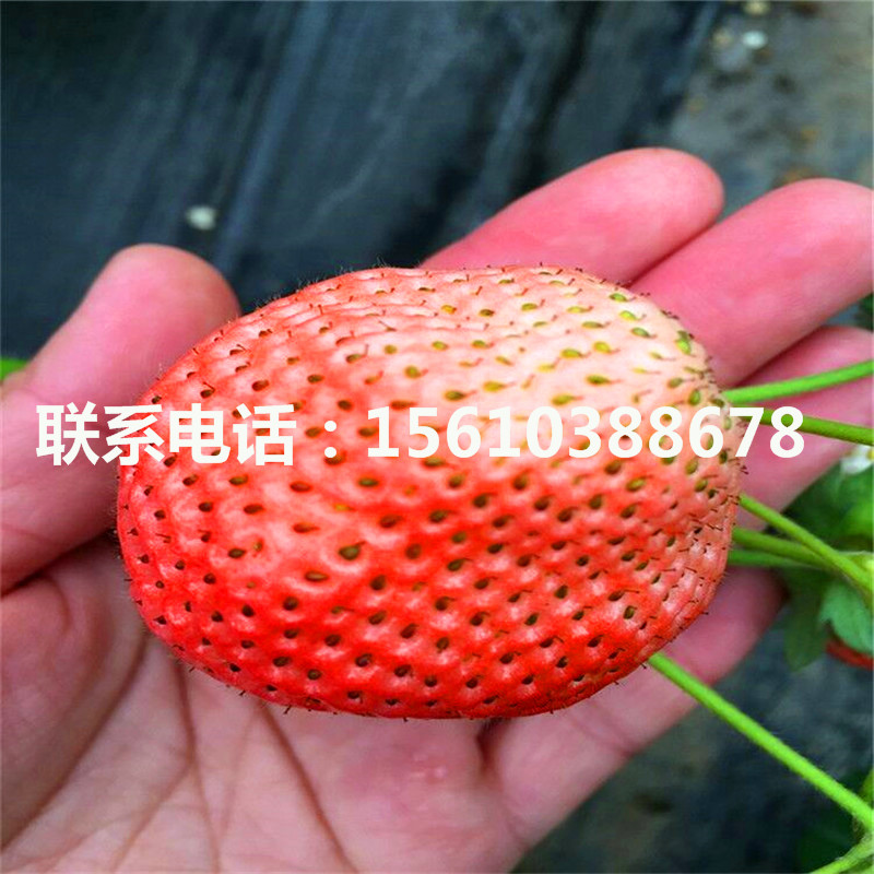 新品种京郊小白草莓苗价格、京郊小白草莓苗什么品种好