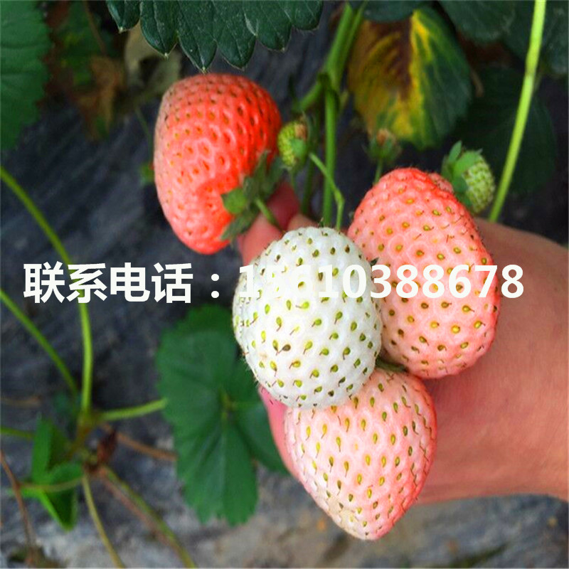 红玫瑰草莓苗品种介绍