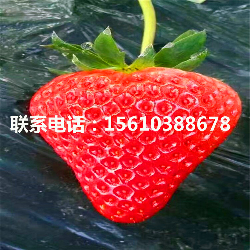 白草莓苗栽培技术