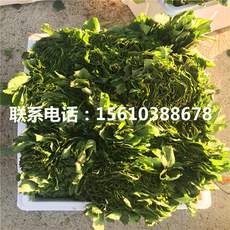 新品种红玉草莓苗、红玉草莓苗一亩地产多少斤