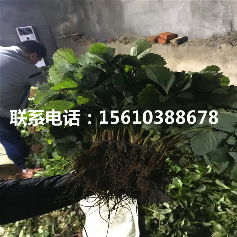 红花草莓苗批发价格