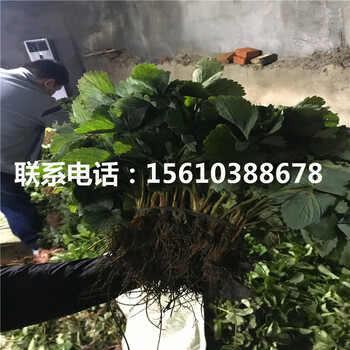 新品种塞娃草莓苗、塞娃草莓苗基地