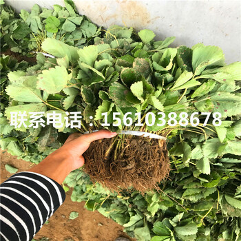 寧豐草莓苗種植基地