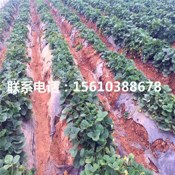 哪里賣(mài)一號(hào)草莓苗、一號(hào)草莓苗出售價(jià)格
