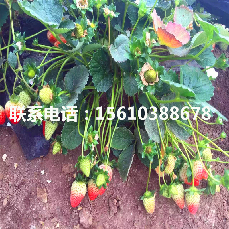 新品种美王一号草莓苗、美王一号草莓苗图片