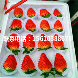 菠萝莓草莓苗新品种图片0