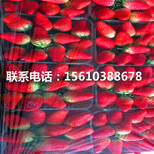 菠萝莓草莓苗新品种图片1