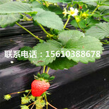 菠萝莓草莓苗新品种图片4