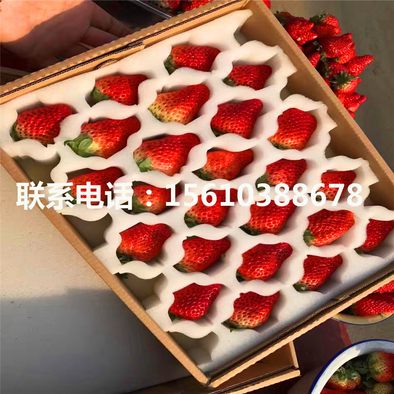 求购红颜草莓苗、红颜草莓苗出售批发