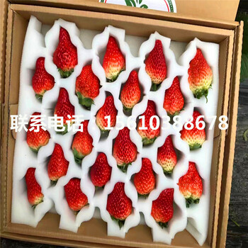 哪里出售京怡香草莓苗、京怡香草莓苗什么時(shí)間成熟