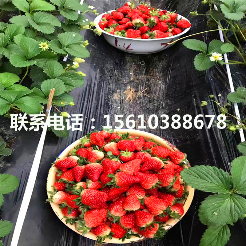 2019年京凝香草莓苗基地、京凝香草莓苗价格哪里便宜