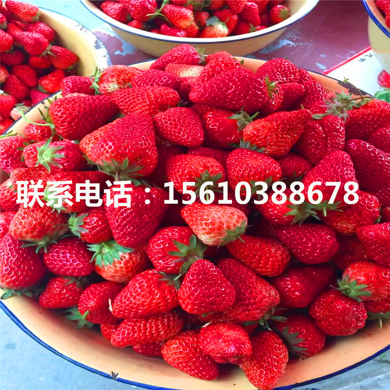 山东甜查理草莓苗价格哪里便宜、甜查理草莓苗产量多少