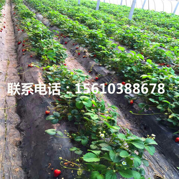 新品种京桃香草莓苗价格哪里便宜、京桃香草莓苗价格哪里便宜