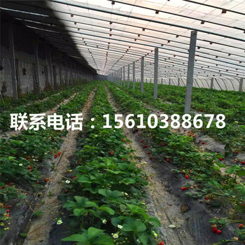哪里卖日本99草莓苗、日本99草莓苗哪里供应
