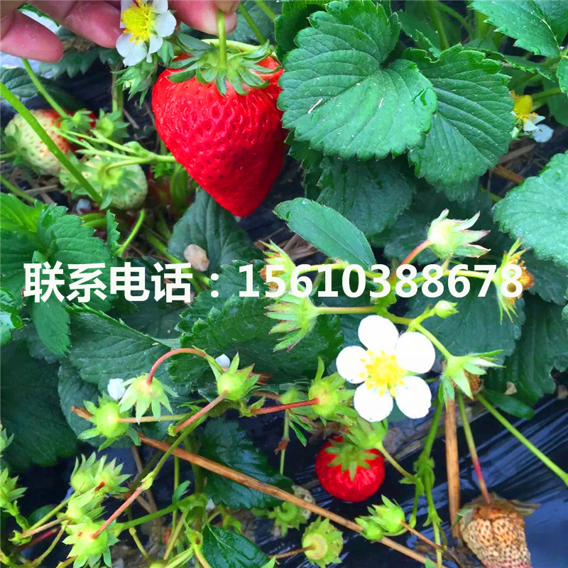 哪里出售白雪公主草莓苗、白雪公主草莓苗一棵多少钱
