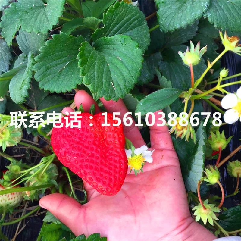 2019年四季美德莱特草莓苗出售、四季美德莱特草莓苗厂家