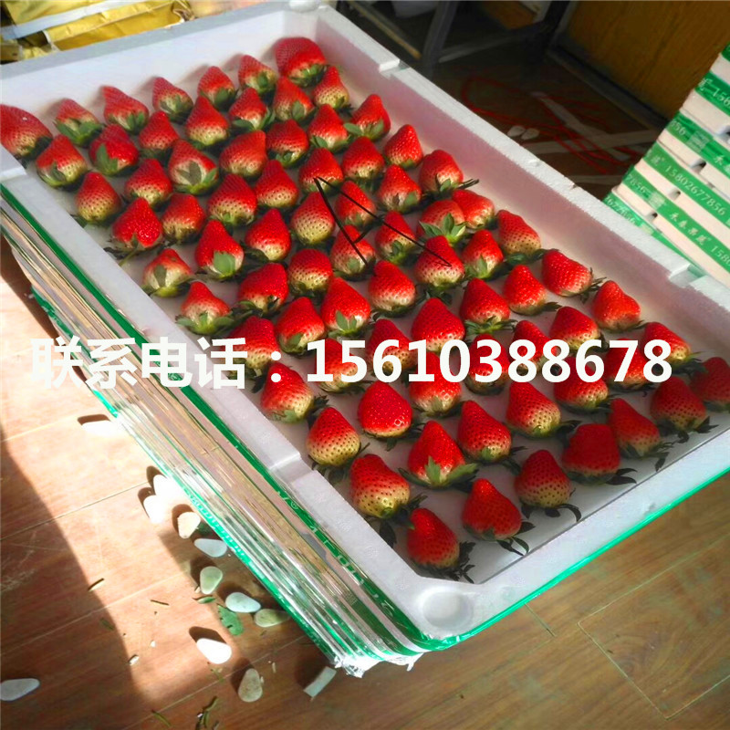 新品种红玉草莓苗报价、红玉草莓苗产量多少